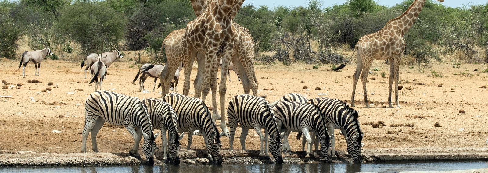 Zebra and giraffe at a waterhole